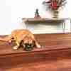 flooring for pets