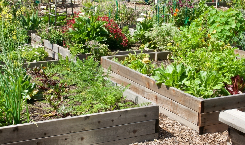 Spring vegetables and herbs grown in the garden plantings