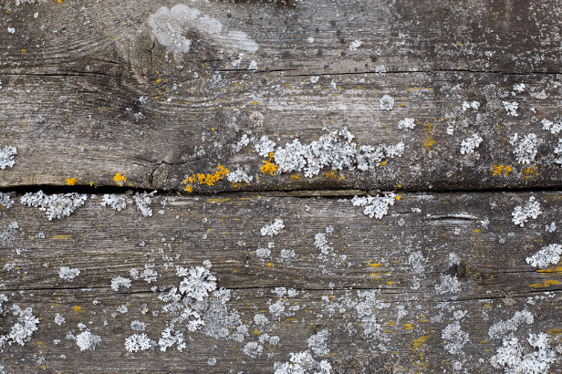 Damaged Wooden Deck