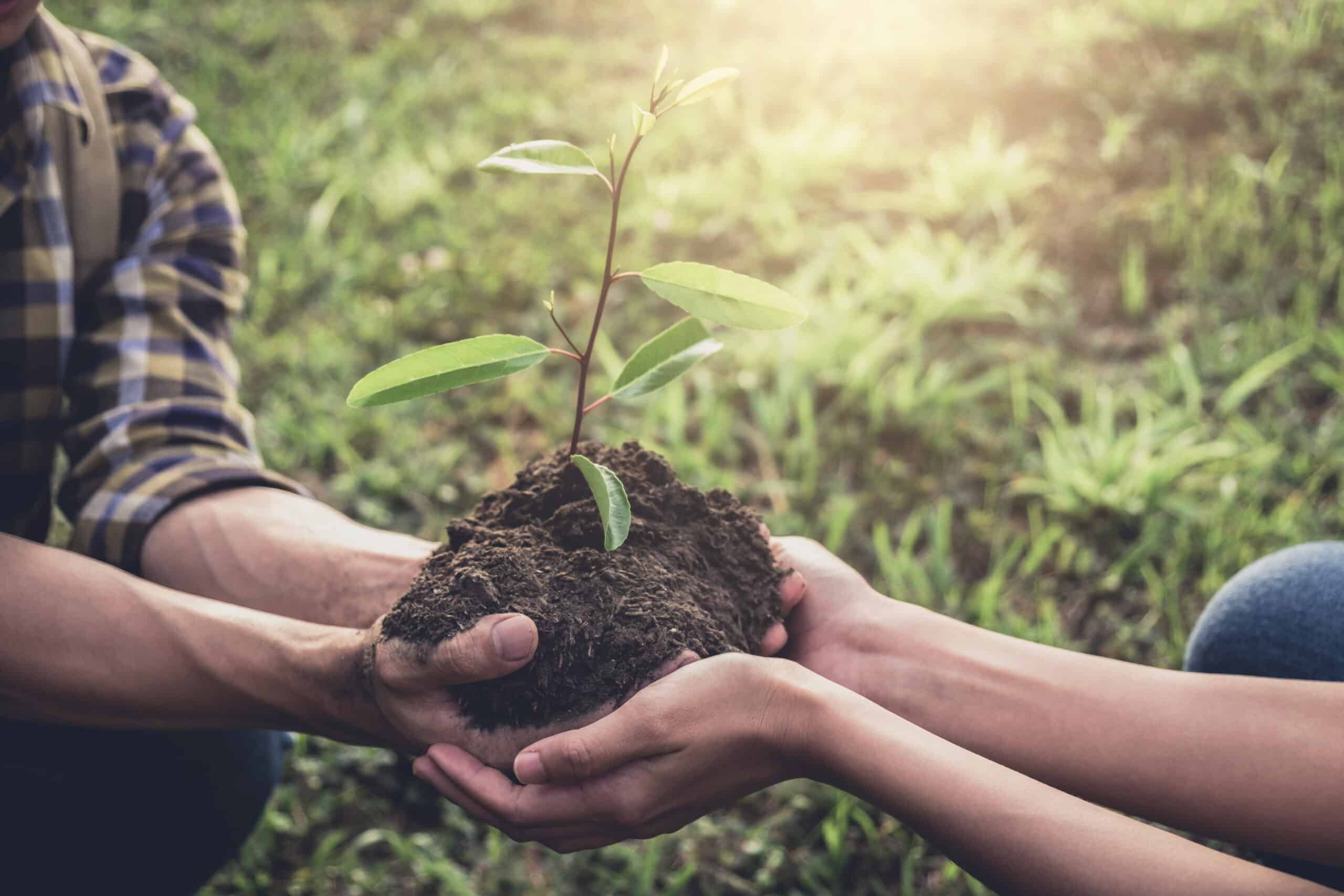 replanting trees