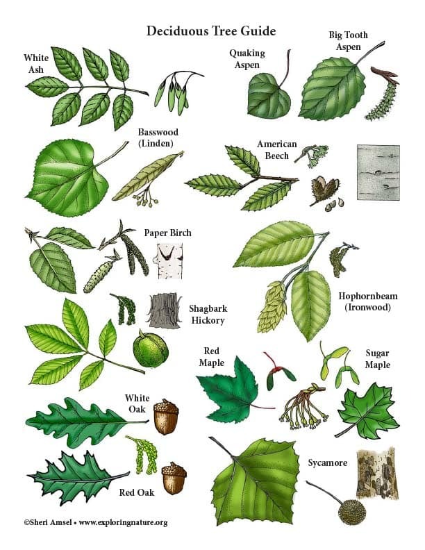 Deciduous tree