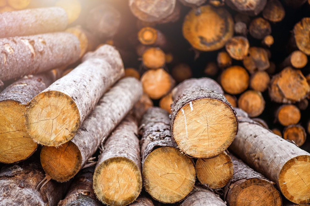 What is Softwood Species, Origin, Qualities, and Best Uses